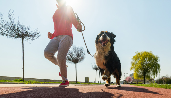 Young pretty girl running outdoor with her Bernese Mountain dog